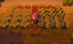 acnlch.jpg