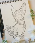 02 Sakura Sphynx.jpg