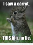 e332f7e4b7e35671d216452cb577d531--funny-bunnies-cute-bunny.jpg