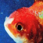 Vince_Staples_-_Big_Fish_Theory_vinyl_grande.jpg