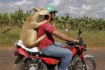 Man-Riding-Bike-And-Goat-On-His-Back-Funny-Image-For-Whatsapp.jpg