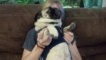 DOG.jpg