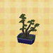 mugho-bonsai.jpg