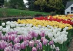 Tulip Beds.jpg