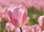 Pink-Tulip.jpg