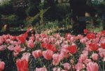 pinktulips.jpg