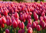 tulips.jpg