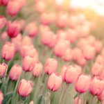 pinktulips.jpg