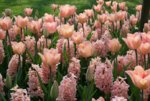 tulipsandhyacinths.jpg