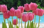Pink tulips.jpg
