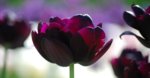 tulip_black_hero_double_flower_form_grande.jpg