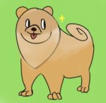 quick lil pomeranian.jpg