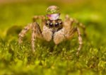 2fec44d0d7a5aa42c13558ecc8063e6f--jumping-spider-fancy-hats.jpg