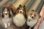 Sheltie.jpg Sheltie.jpg