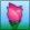 tulip-pink.jpg tulip-pink.jpg