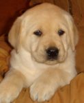 Puppy.jpg