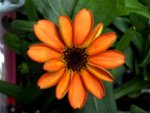 Zinnia 1.jpg