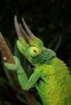 chameleon3.jpg chameleon3.jpg