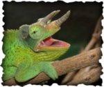 chameleon4.jpg chameleon4.jpg