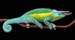 jacksons-chameleon-820x437.jpg jacksons-chameleon-820x437.jpg