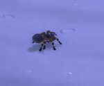 nh tarantula.png