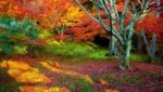 Colorful-Fall-Day-768x1366.jpg