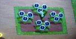 3x3 SUPERBREEDING white pansies.jpg