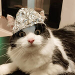 tin-foil-cats4.jpg