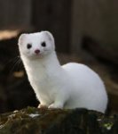white_stoat_mount_grace@body.JPG