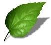 leaf.jpg