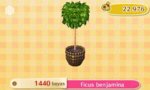 ficus-benjamina_215.jpg