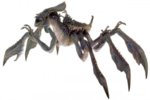 spidercrab.jpg