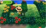 persimmon 2.jpg