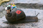 snail2.jpg