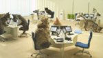 office-of-cats.jpg