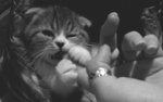 tumblr_lttcbyLaoP1r44hlho1_400.jpg