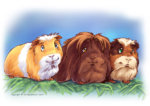 Guinea_Pigs_I_by_Fany001.jpg