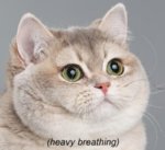 tumblr_mo0f5sqFEs1rmerh9o1_500.jpg
