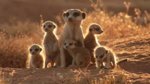MeerKats.jpg MeerKats.jpg