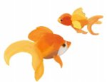 Goldfish Together.jpg