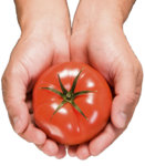 tomato-hands.jpg