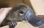 Platypus.jpg