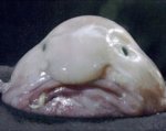 blobfish[1].jpg