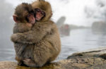 Snow-Monkeys-FINAL-.jpg
