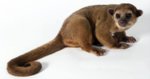 kinkajou.jpg