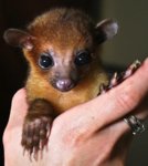kinkajou_tree.jpg