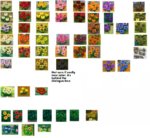 AC_Flowers.jpg AC_Flowers.jpg