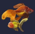 goldfish.jpg goldfish.jpg