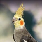 Cockatiel-2.jpg