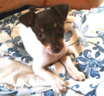 billie puppy.jpg billie puppy.jpg